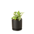 English Ivy 'Glacier' – view 6