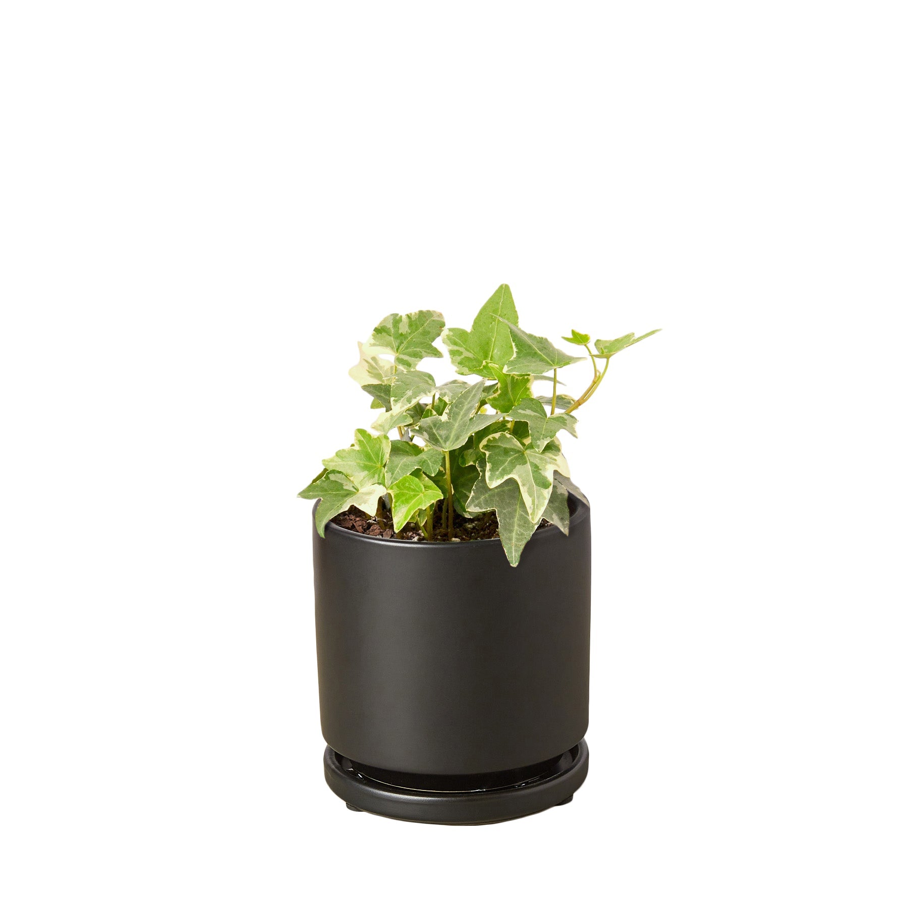 English Ivy 'Glacier' – view 6