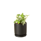 English Ivy 'Glacier' – view 6