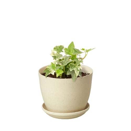 English Ivy 'Glacier' – view 5