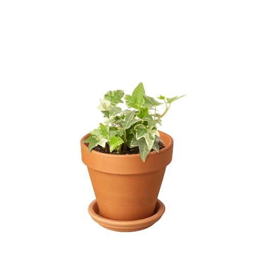 English Ivy 'Glacier' – view 4