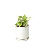 English Ivy 'Glacier' – view 3