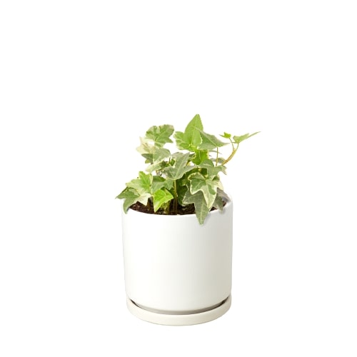 English Ivy 'Glacier' – view 3