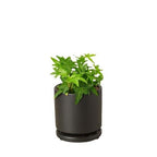 English Ivy Green California – view 5