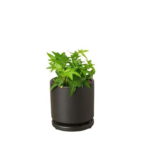 English Ivy Green California – view 5