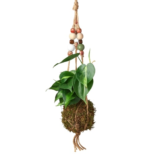 Bead Kokedama Moss Ball Hanging Plant – view 8