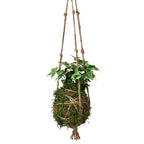 Kokedama Moss Ball Hanging Plant – view 2