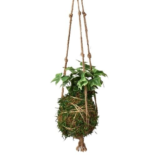 Kokedama Moss Ball Hanging Plant – view 2