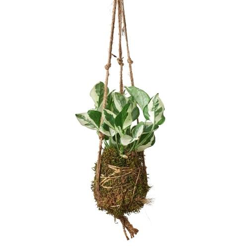 Kokedama Moss Ball Hanging Plant – view 4