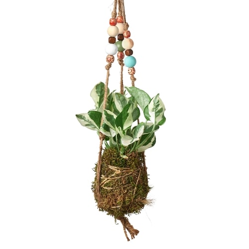 Bead Kokedama Moss Ball Hanging Plant – view 5