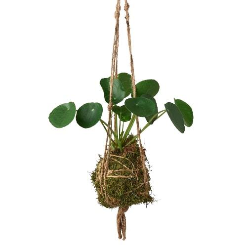 Kokedama Moss Ball Hanging Plant – view 5