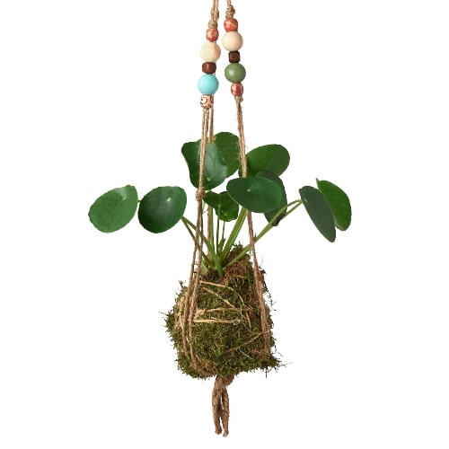 Bead Kokedama Moss Ball Hanging Plant – view 4