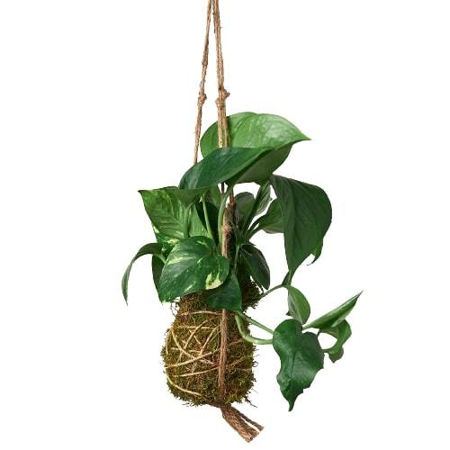 Kokedama Moss Ball Hanging Plant – view 6