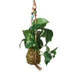 Bead Kokedama Moss Ball Hanging Plant – view 3