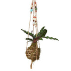 Bead Kokedama Moss Ball Hanging Plant – view 2