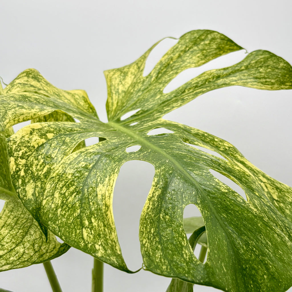 Monstera 'Mint' – view 3