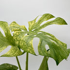 Monstera 'Mint' – view 4