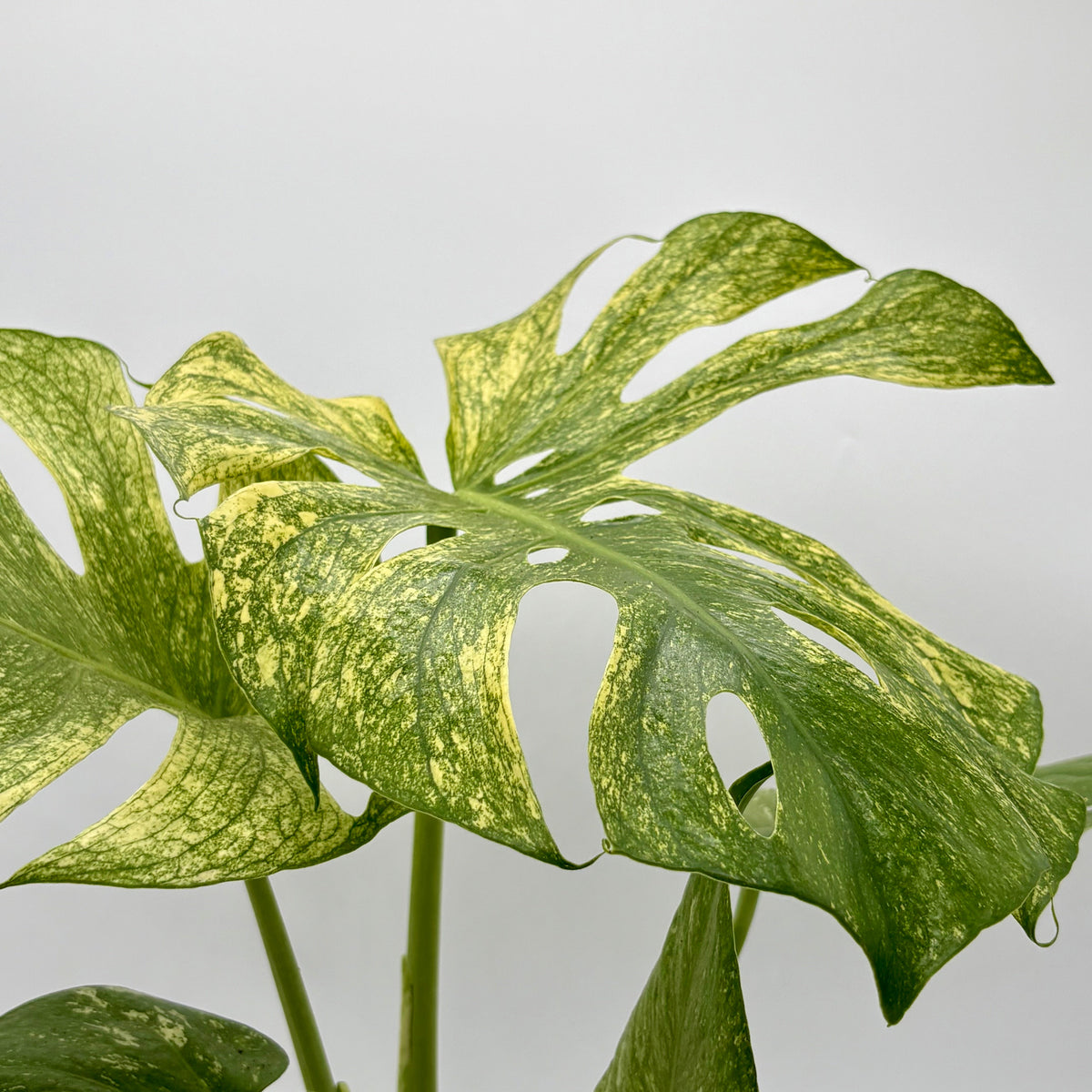 Monstera 'Mint' – view 4