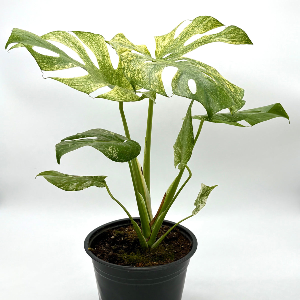 Monstera 'Mint' – view 5
