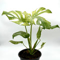 Monstera 'Mint' – view 2