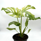 Monstera 'Mint' – view 2
