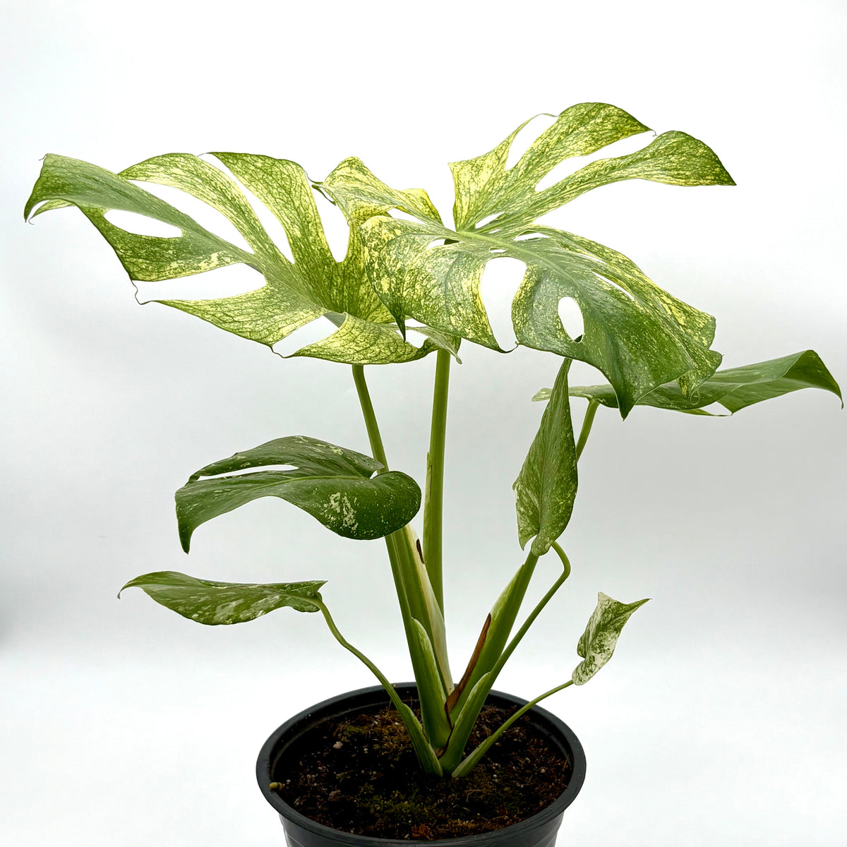 Monstera 'Mint' – view 2