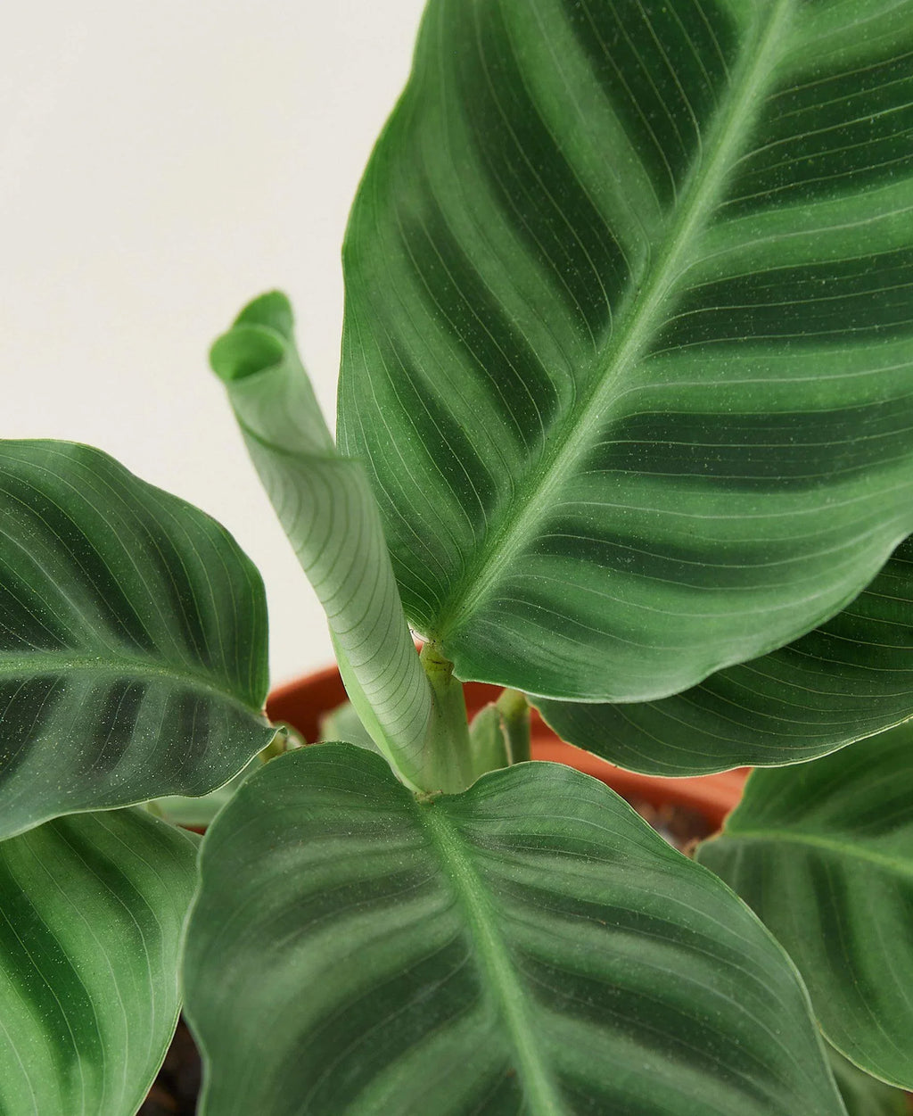 Calathea 'Zebrina' – view 2