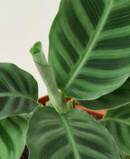Calathea 'Zebrina' – view 2