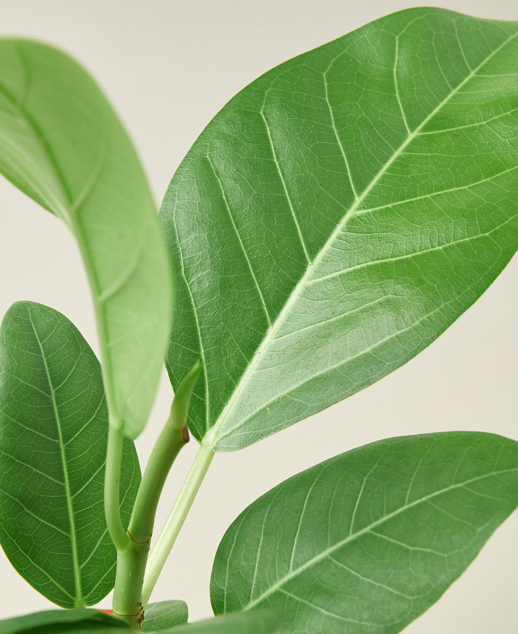 Ficus 'Audrey' – view 3