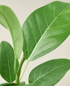 Ficus 'Audrey' – view 3