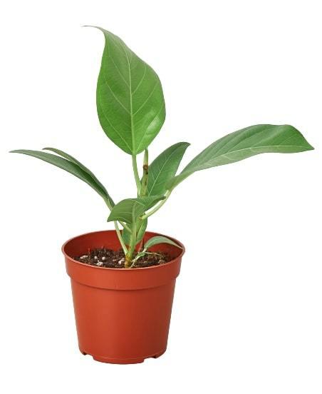 Ficus 'Audrey' – view 2