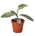 Ficus Elastica 'Ruby Pink' Live Plant – 4" Nursery Pot