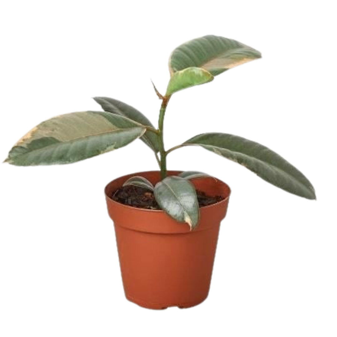 Ficus Elastica 'Ruby Pink' Live Plant – 4" Nursery Pot