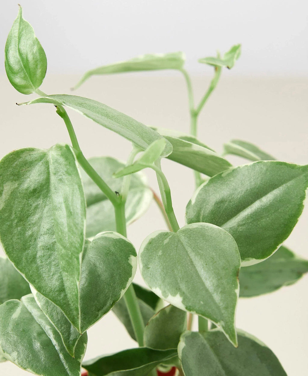 Peperomia 'Cupid' – view 2
