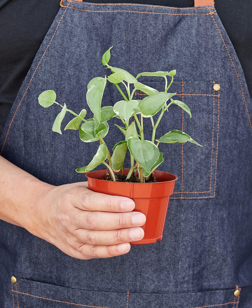 Peperomia 'Cupid' – view 3