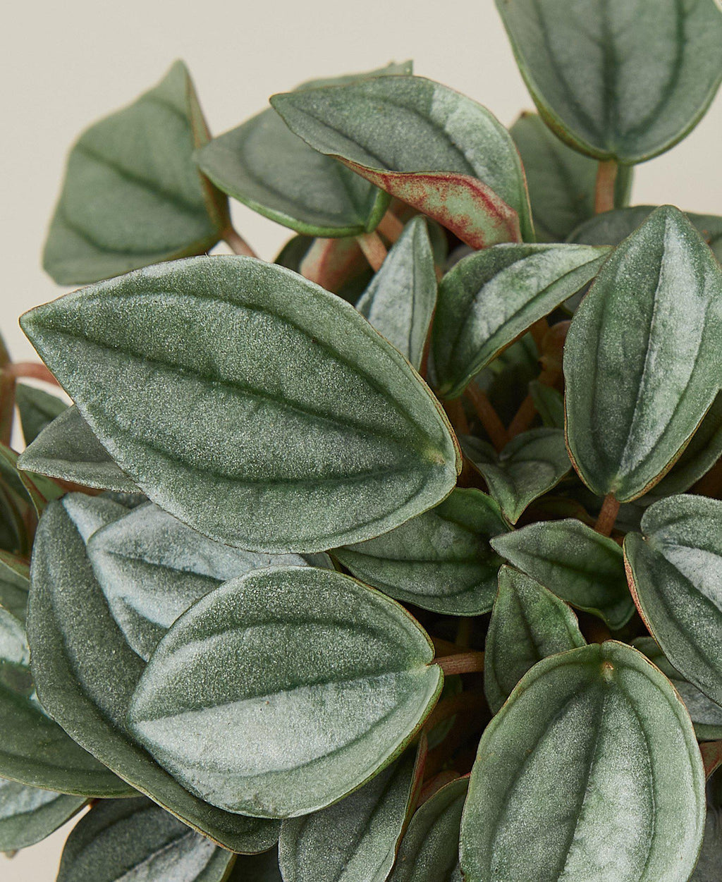 Peperomia 'Napoli Nights' – view 2