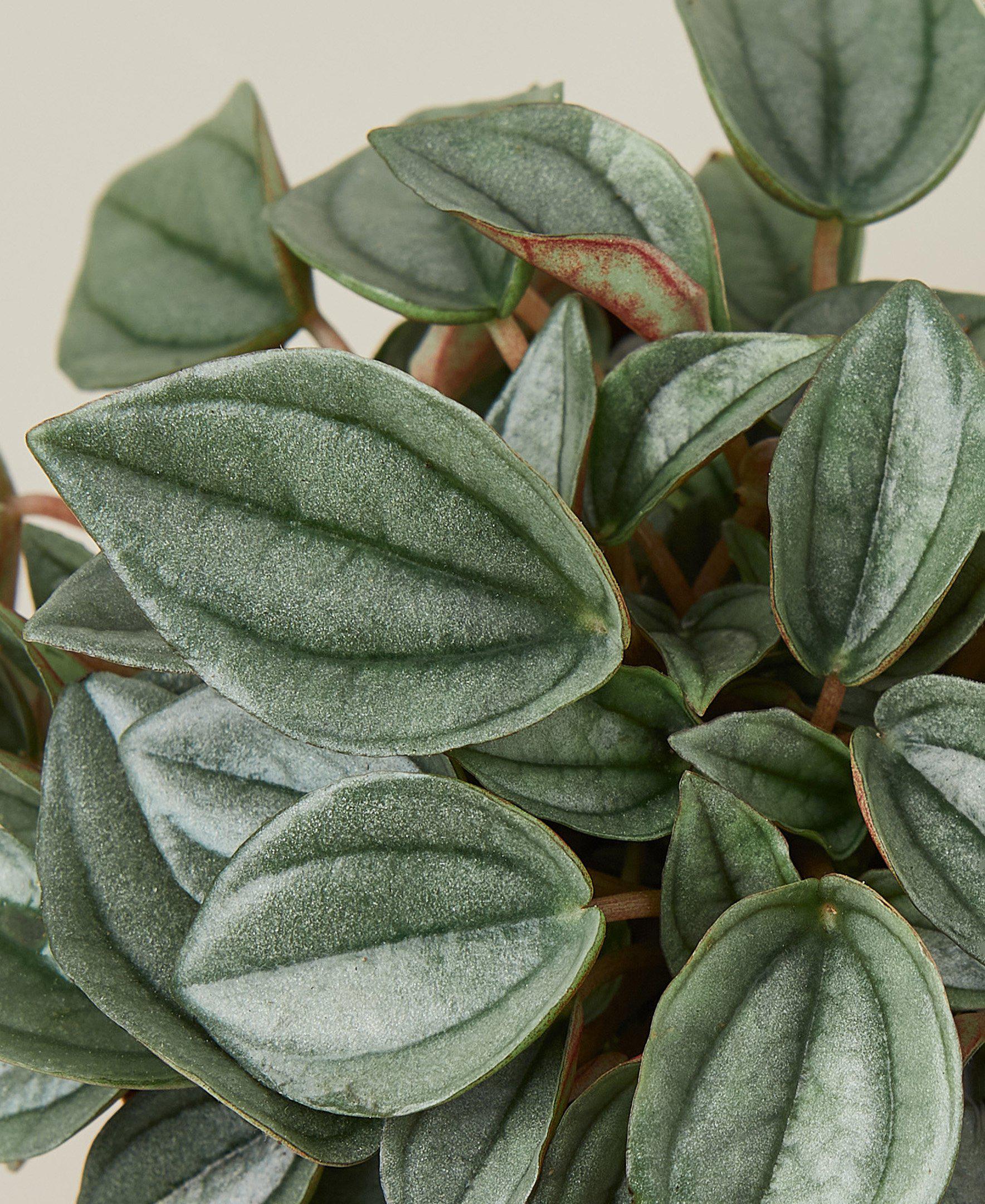 Peperomia 'Napoli Nights' – view 2