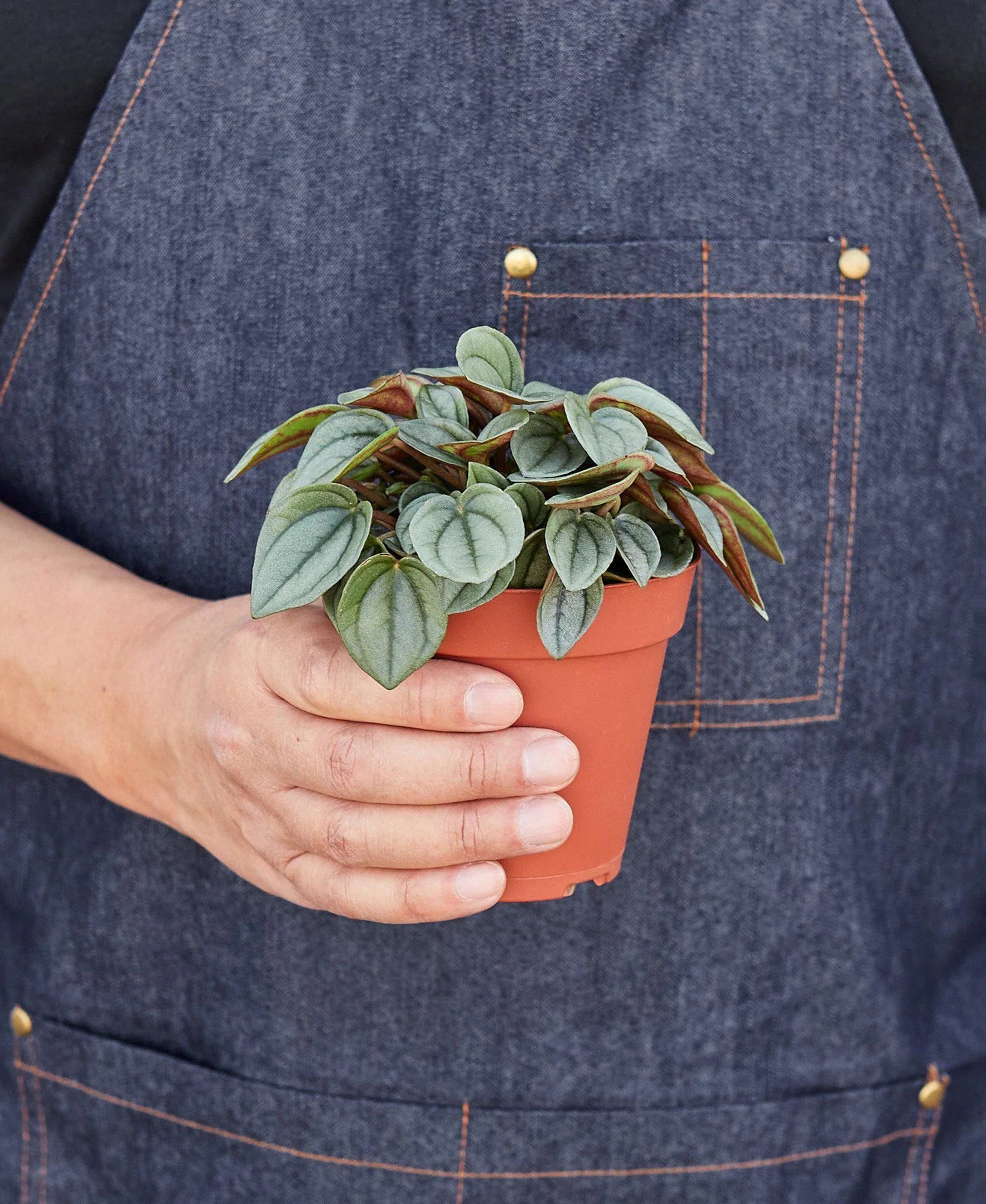 Peperomia 'Napoli Nights' – view 3