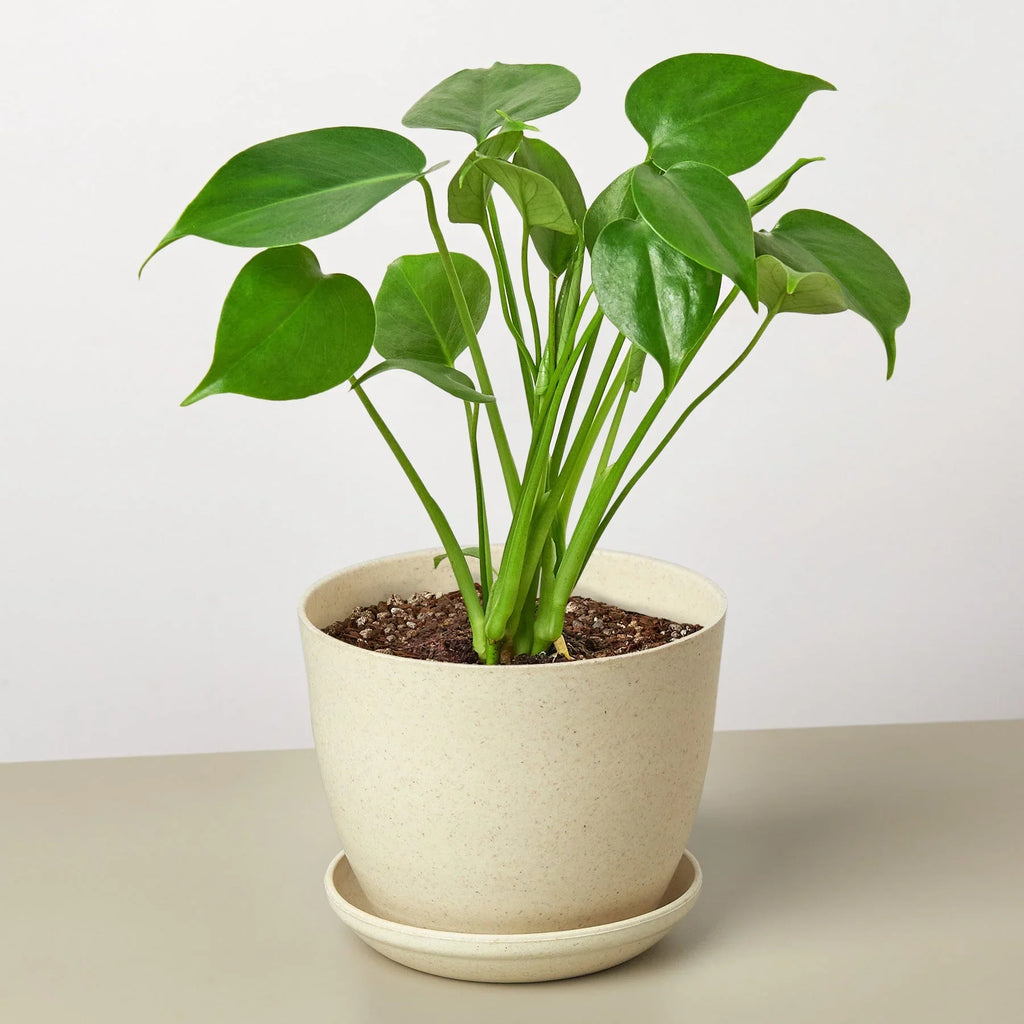 Philodendron Monstera Split-Leaf – view 7