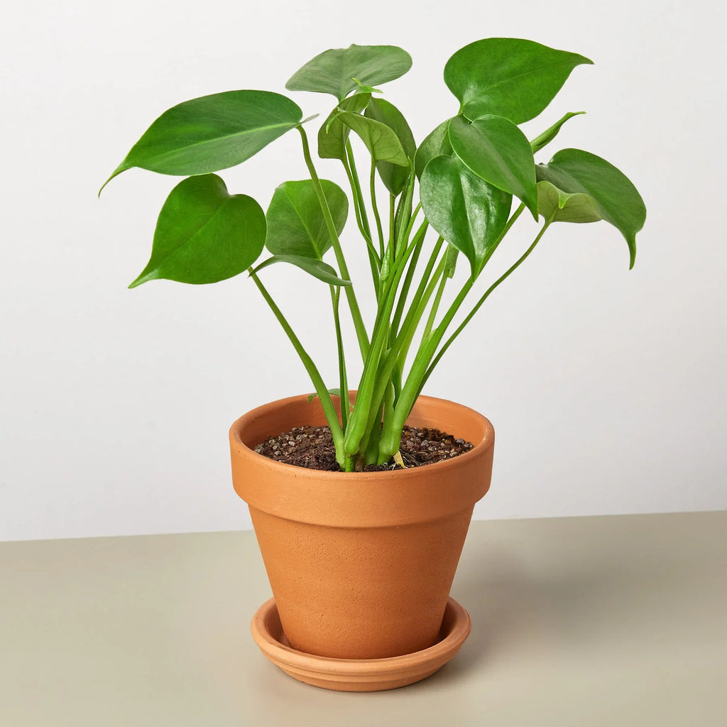 Philodendron Monstera Split-Leaf – view 8