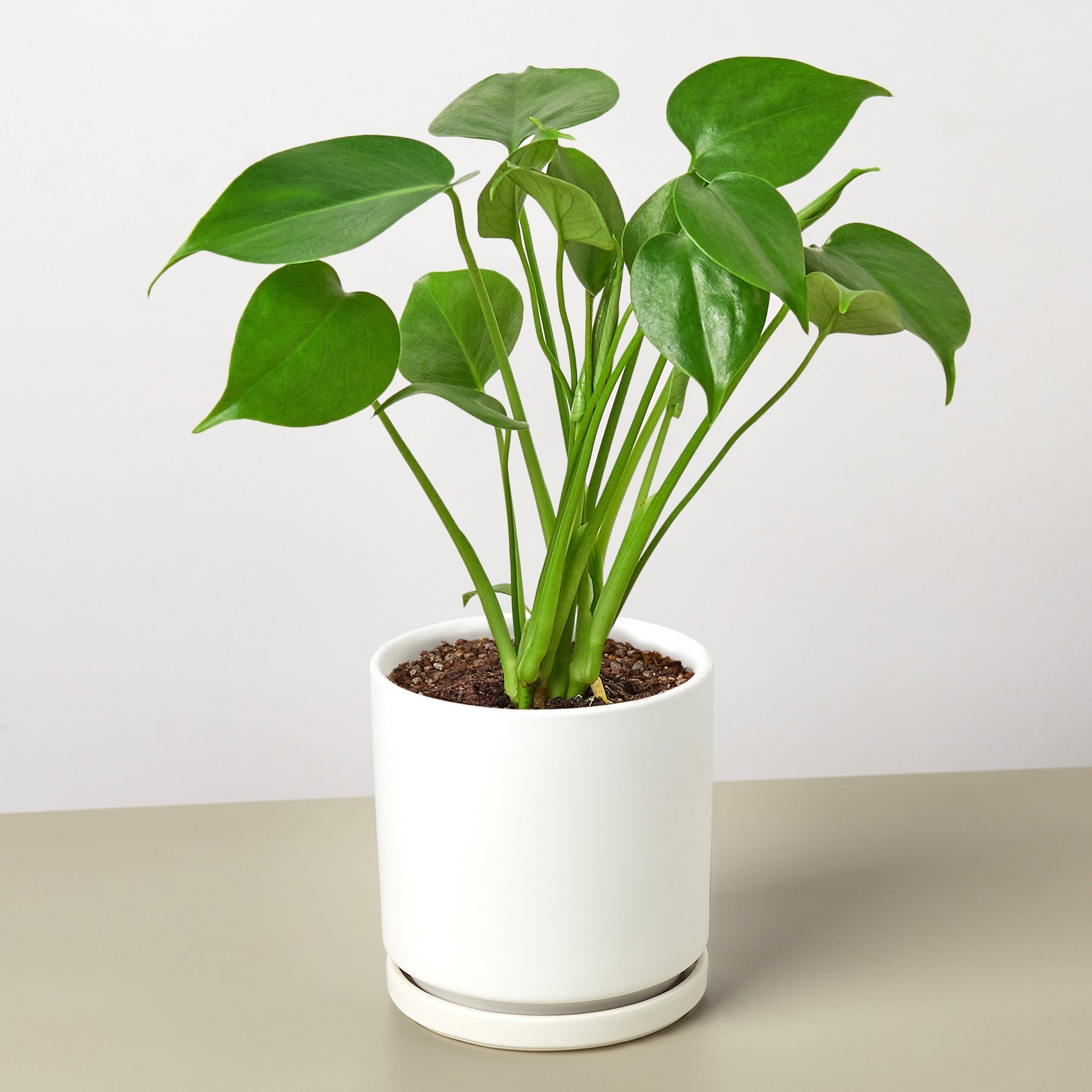 Monstera 'Split-Leaf' – view 8