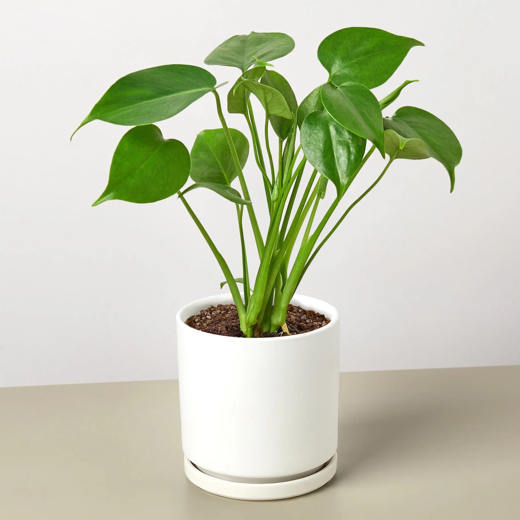 Philodendron Monstera Split-Leaf – view 10