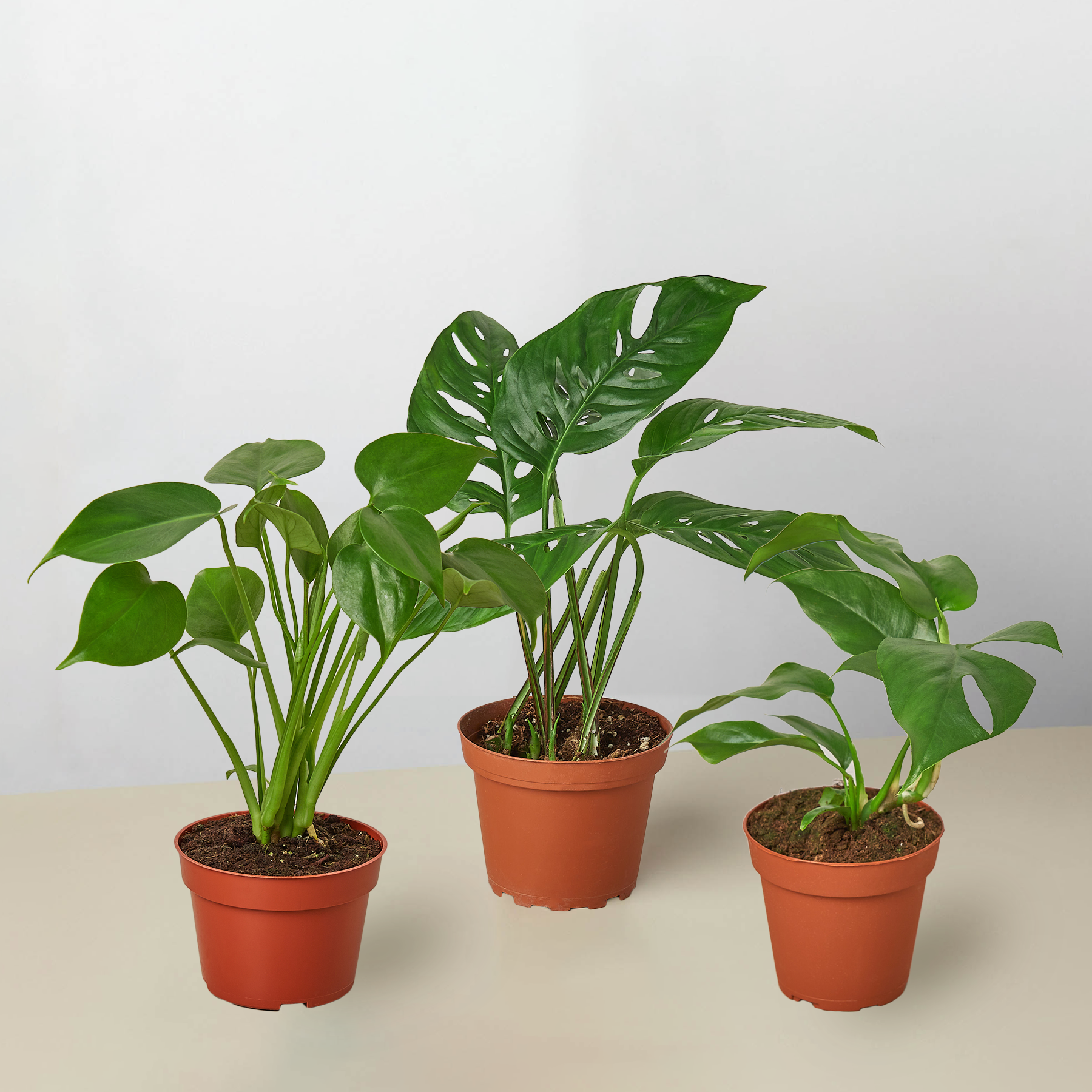 Monstera Bundle – view 2