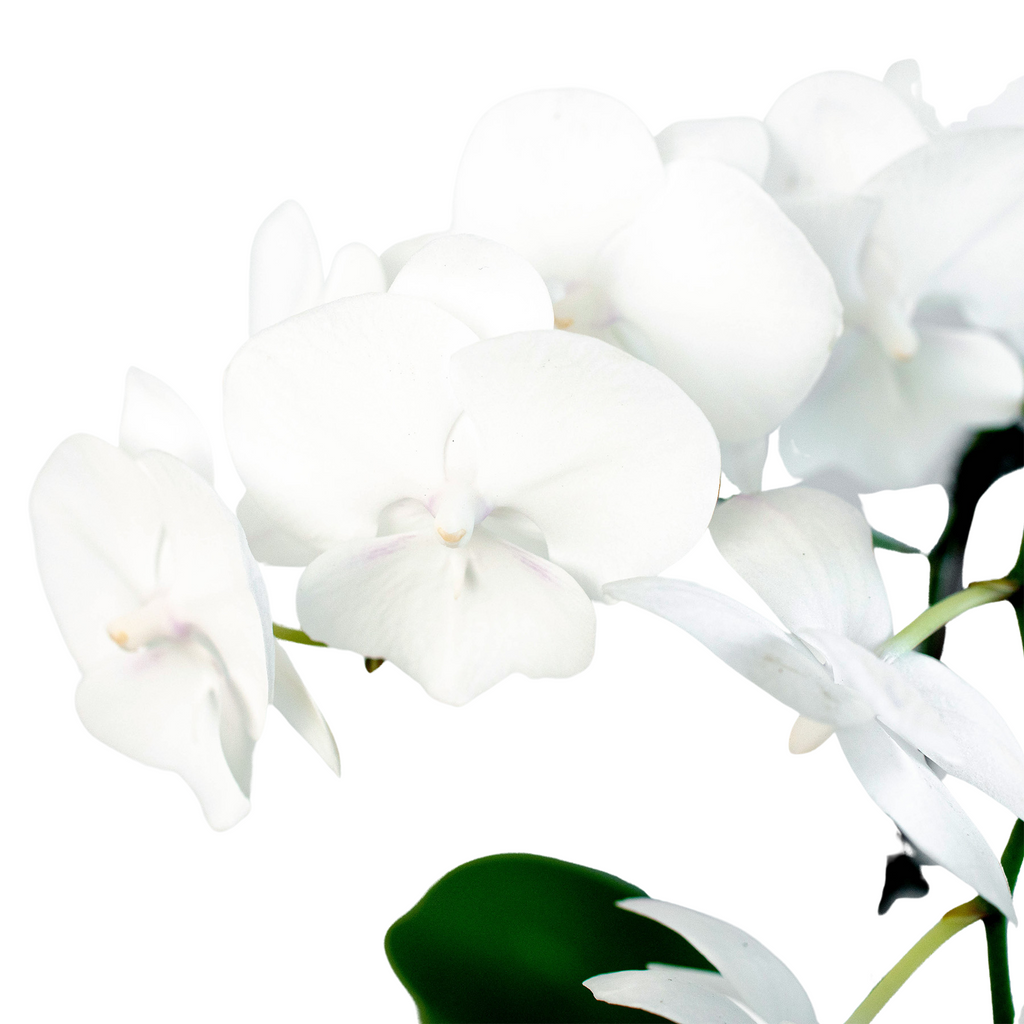 Orchid 'White Phalaenopsis' – view 2