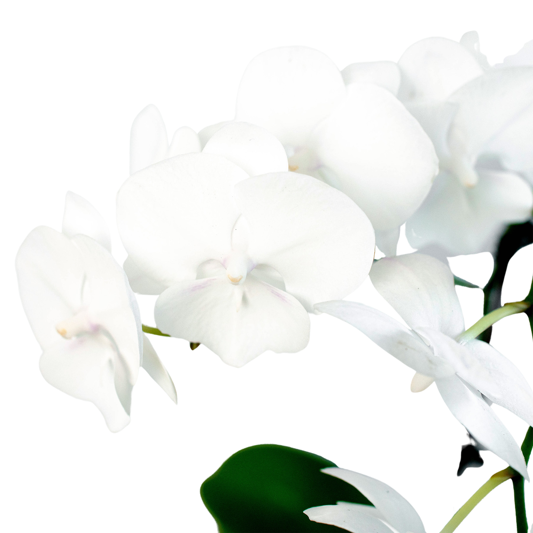 Orchid 'White Phalaenopsis' – view 2