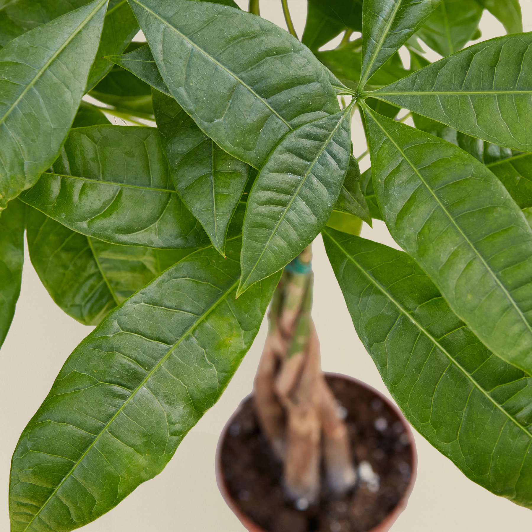 Money Tree 'Guiana Chestnut' Pachira Braid – view 2