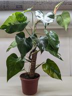 Philodendron 'White Princess' – view 7
