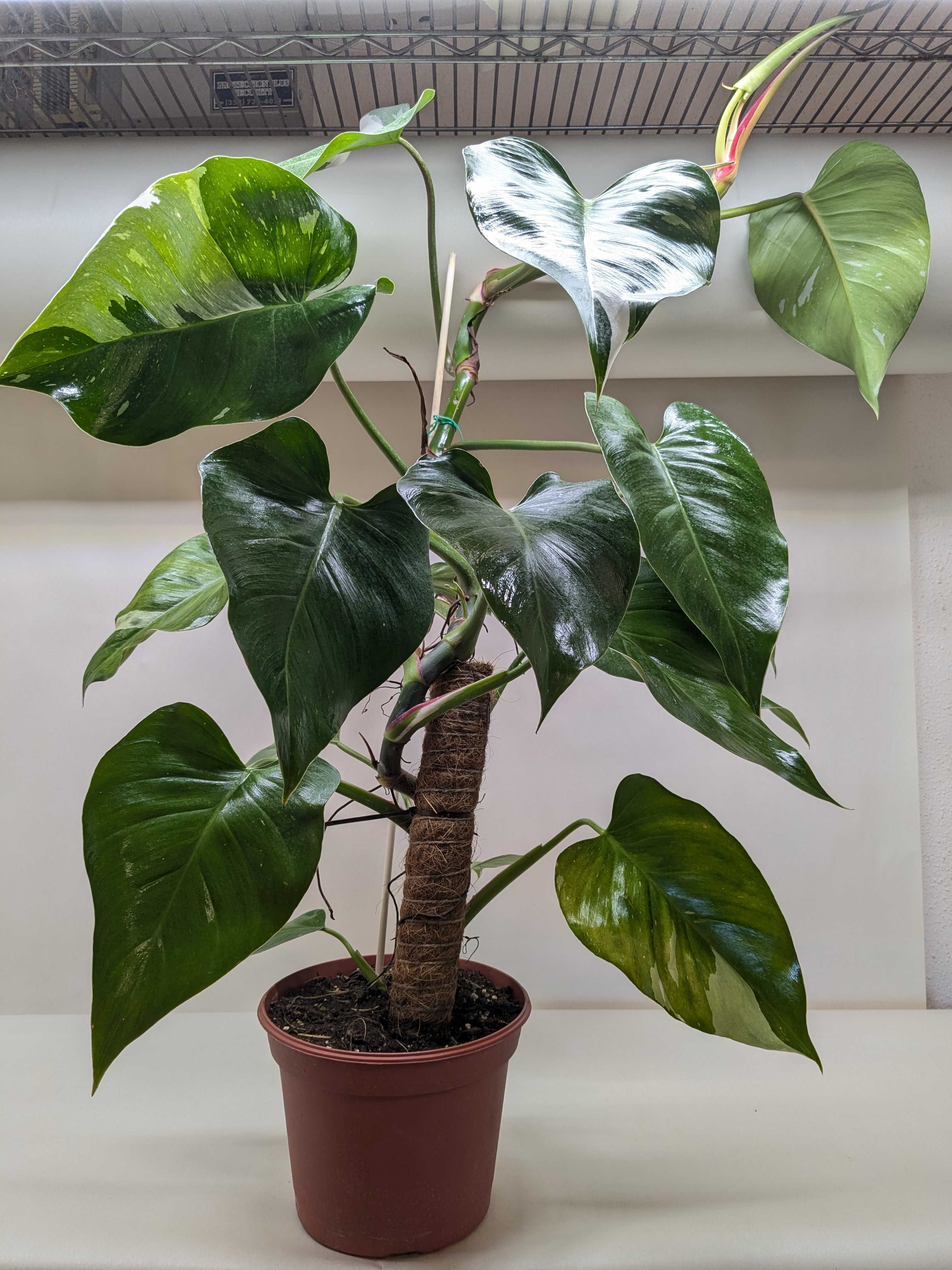 Philodendron 'White Princess' – view 7