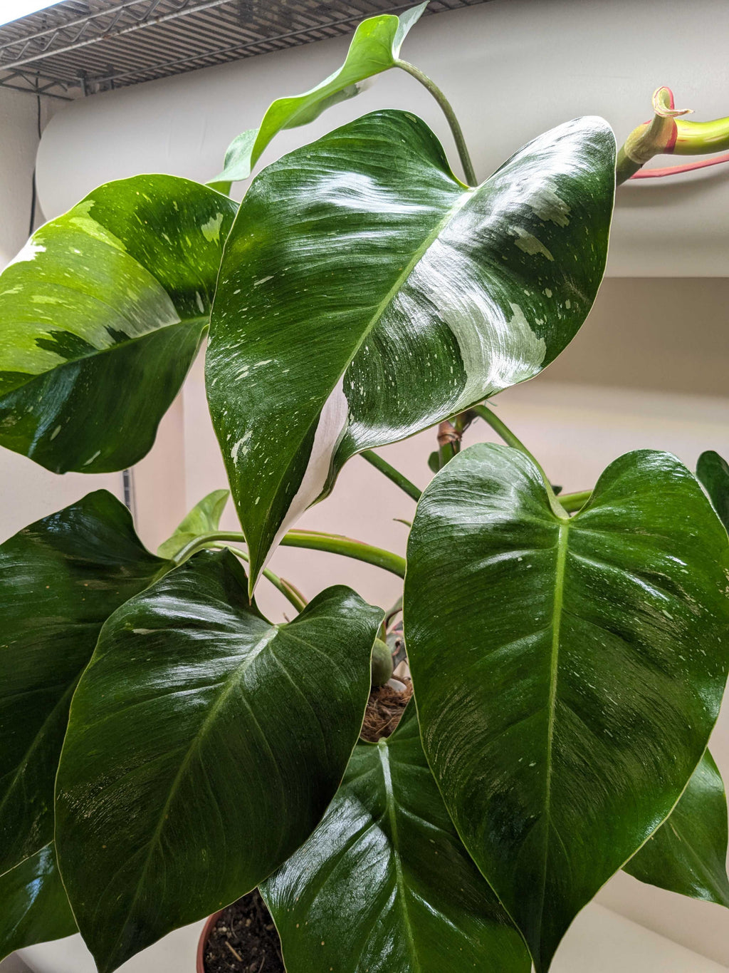 Philodendron 'White Princess' – view 8
