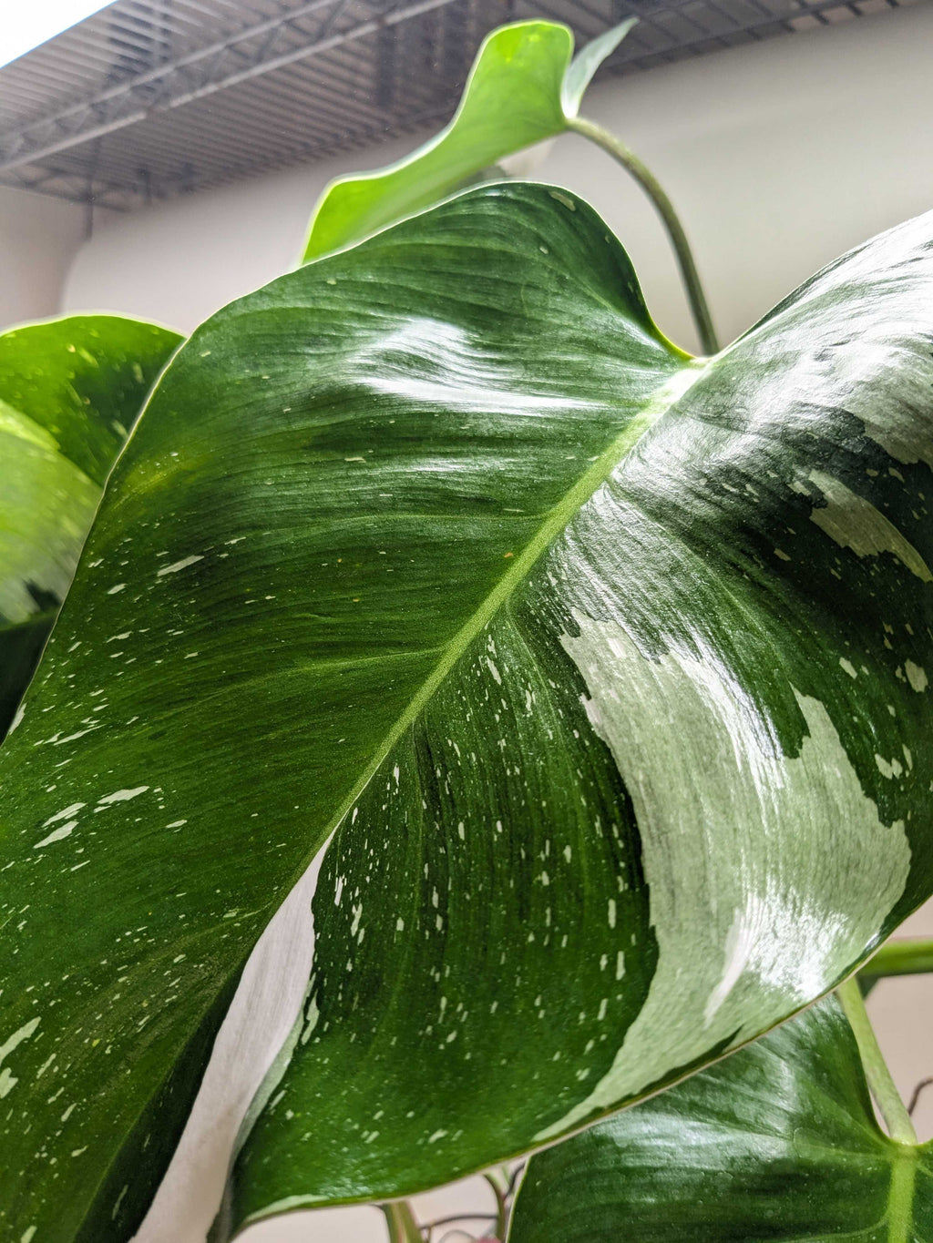 Philodendron 'White Princess' – view 9